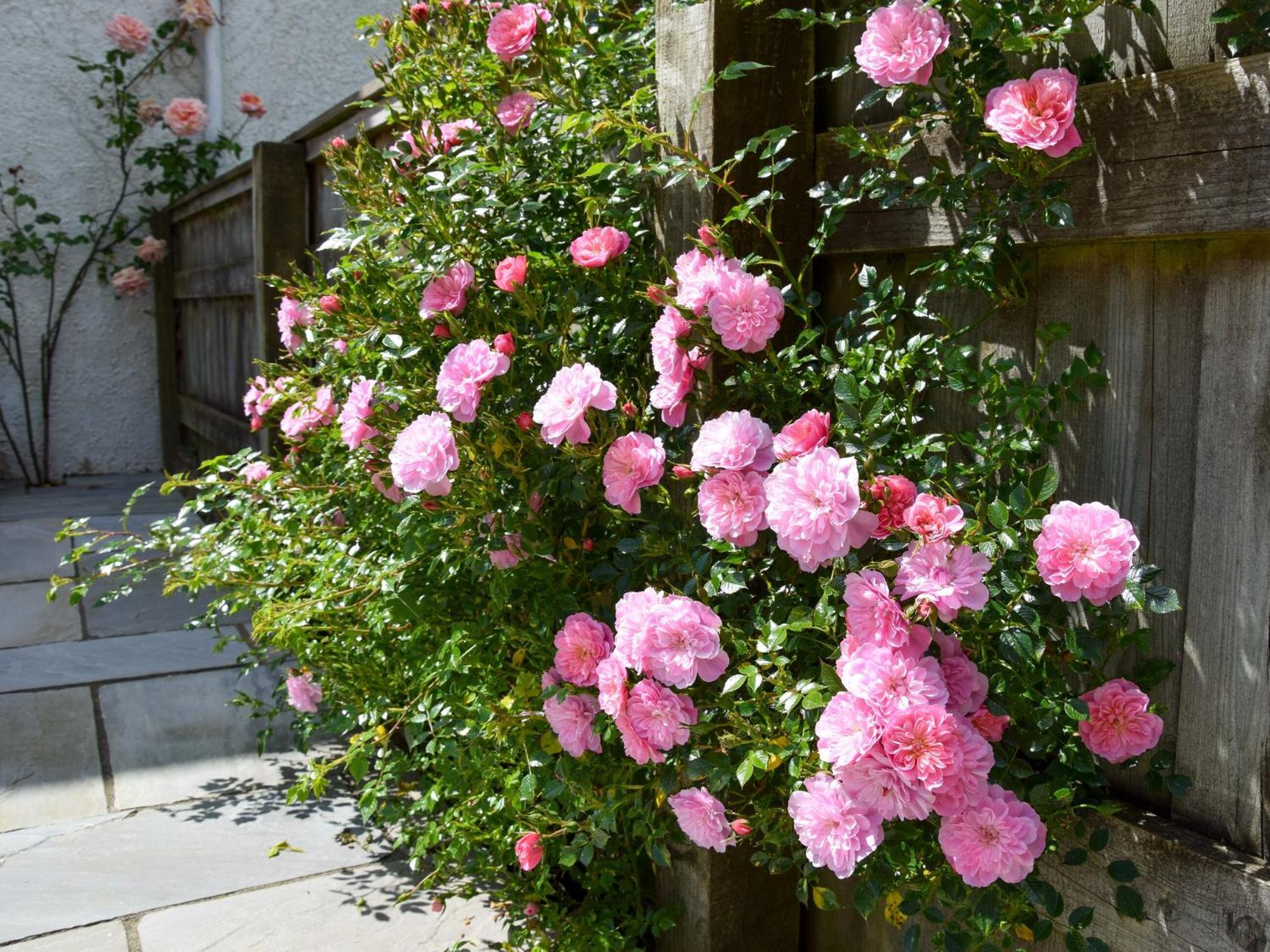 Sweet Briar - 8234 Villa Bridport Eksteriør billede